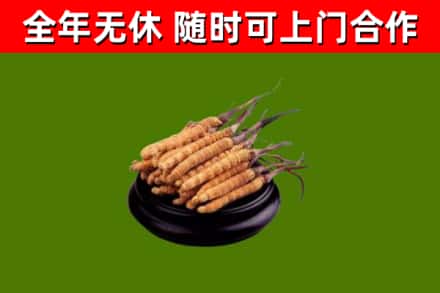 同德县回收冬虫夏草