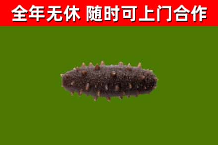 同德县回收海参干